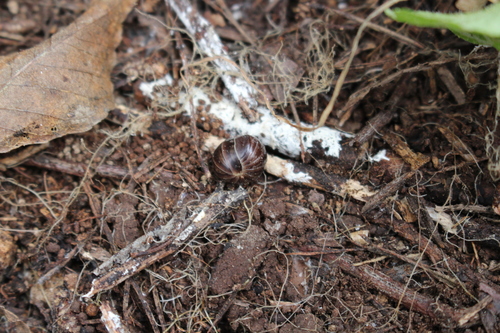 Onychoglomeris castanea