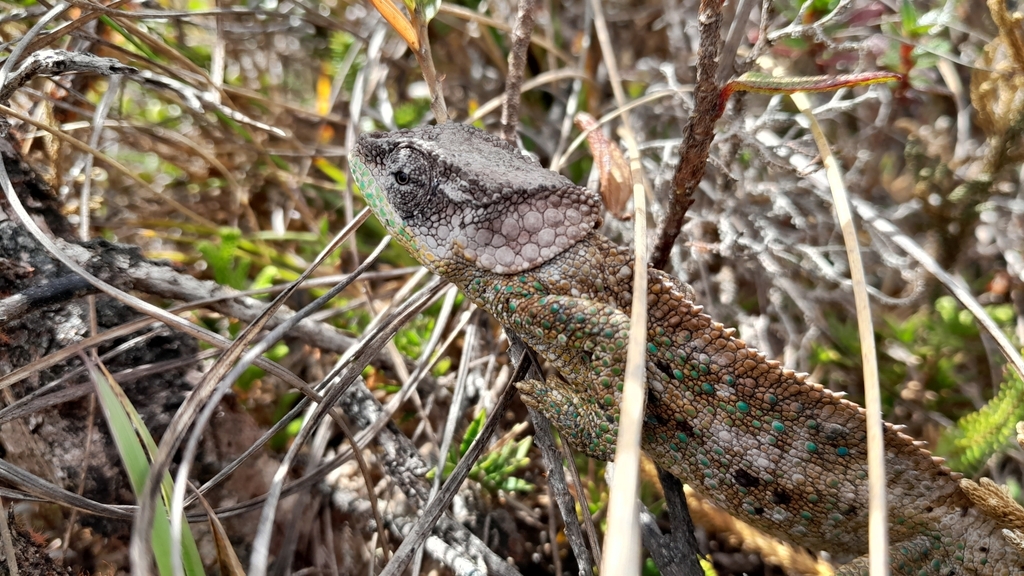 Marojejy Peak Chameleon