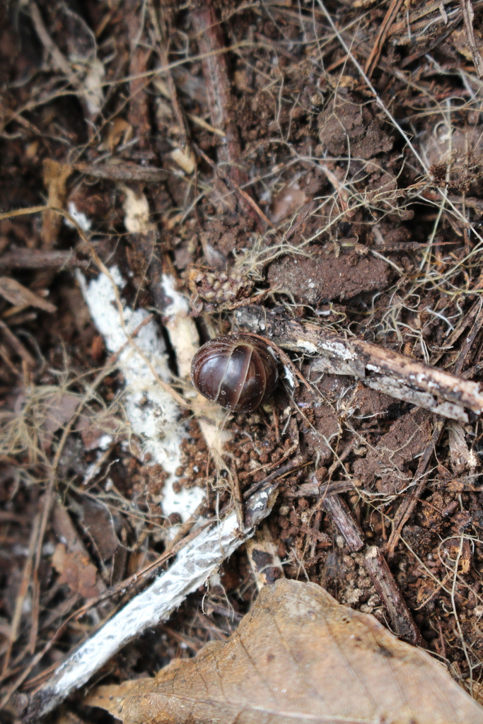 Onychoglomeris castanea
