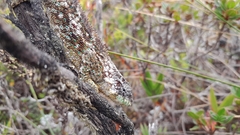 Marojejy Peak Chameleon photo 2