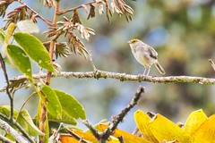 Ammodramus aurifrons