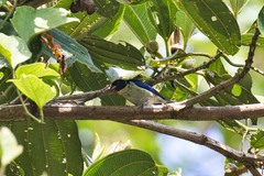 Iridophanes pulcherrimus