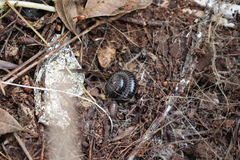 Ommatoiulus sabulosus aimatopodus