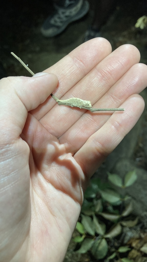 Ankarana Leaf Chameleon