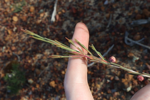 Image of Hypocalymma puniceum by (c) Thomas Mesaglio, some rights reserved (CC BY)