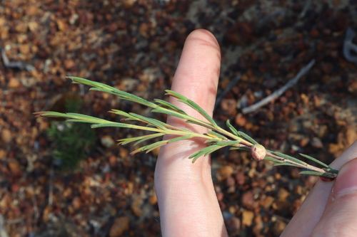 Image of Hypocalymma puniceum by (c) Thomas Mesaglio, some rights reserved (CC BY)