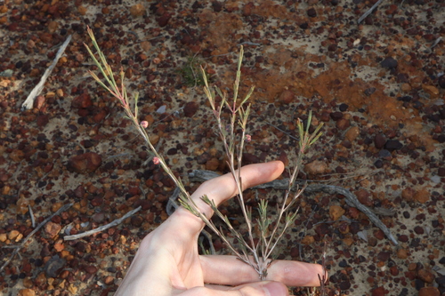 Image of Hypocalymma puniceum by (c) Thomas Mesaglio, some rights reserved (CC BY)