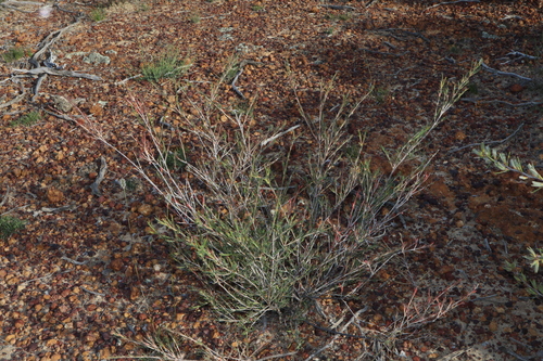 Image of Hypocalymma puniceum by (c) Thomas Mesaglio, some rights reserved (CC BY)