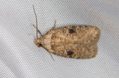 Agonopterix propinquella