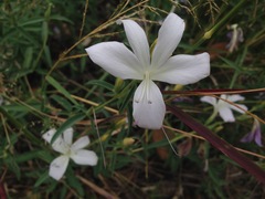 Barleria pretoriensis