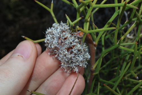 Image of Isopogon teretifolius by (c) Thomas Mesaglio, some rights reserved (CC BY)