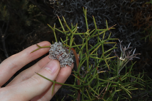 Image of Isopogon teretifolius by (c) Thomas Mesaglio, some rights reserved (CC BY)