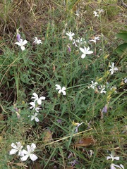 Barleria pretoriensis