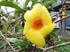 Allamanda