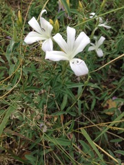 Barleria pretoriensis