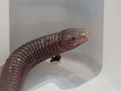 Central Iberian Worm Lizard, 7330 Santo António das Areias, Portugal, photo 6 of 10