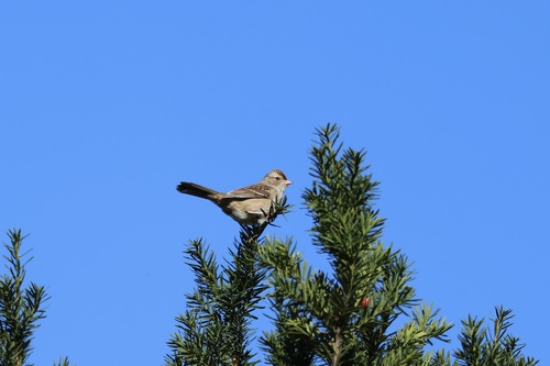 White-crowned Sparrow photographed in New York