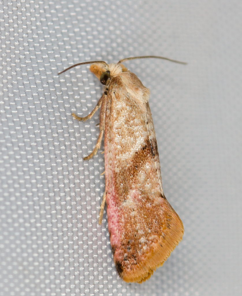 Breckland Conch