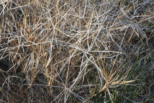 Image of Austrostipa elegantissima by (c) Thomas Mesaglio, some rights reserved (CC BY)