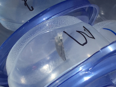 Icaricia icarioides missionensis