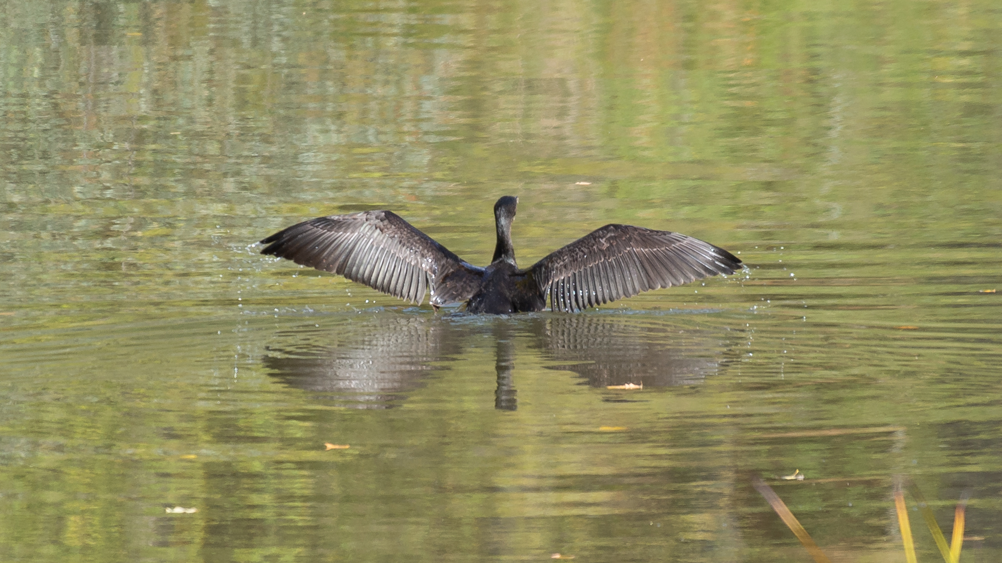 Great Cormorant