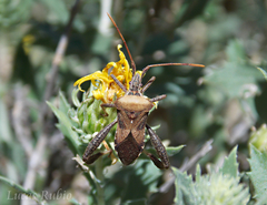 Leptoglossus impictus