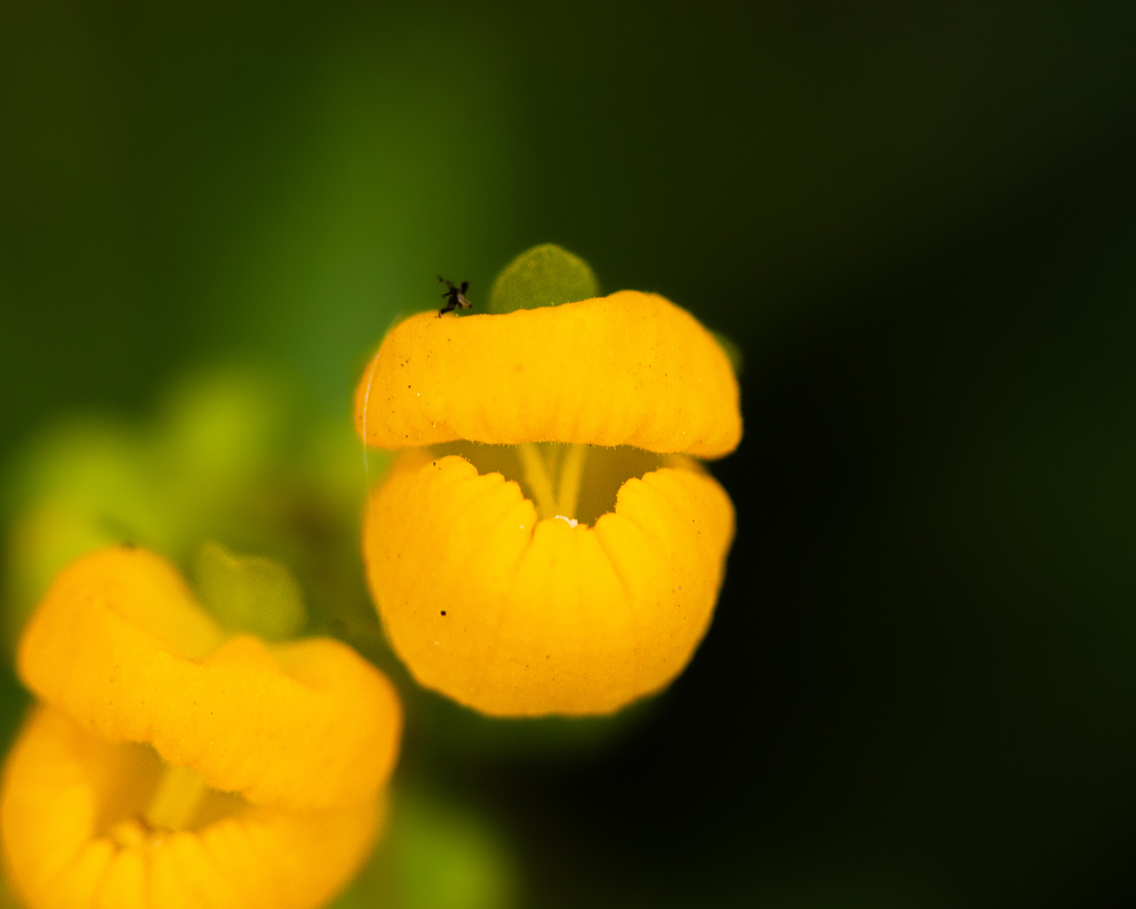 Calceolaria meyeniana