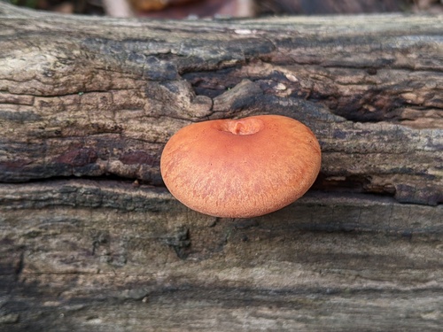 Gymnopilus subdryophilus