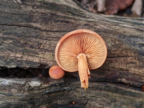 Gymnopilus subdryophilus (Photo 2 of 2)
