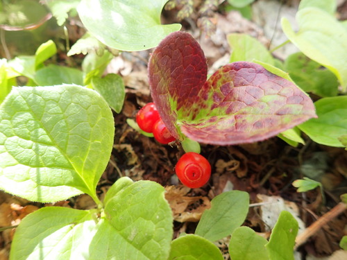 Vaccinium praestans iNat (3)
