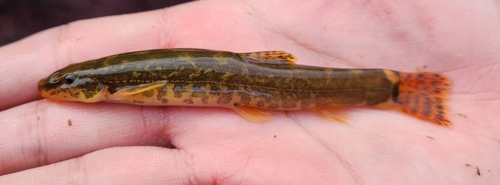 Stone loach (Barbatula barbatula) — Nemacheilidae — 3