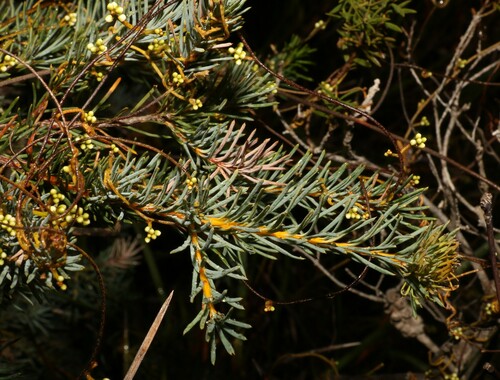 Image of Banksia nutans by (c) Greg Tasney, some rights reserved (CC BY-SA)
