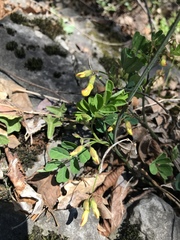 Hippocrepis emerus