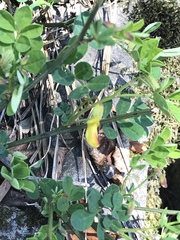 Hippocrepis emerus