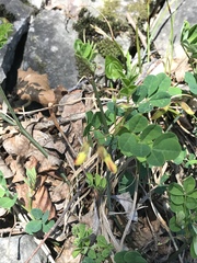 Hippocrepis emerus