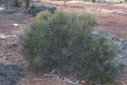 Image of Daviesia aphylla by (c) Thomas Mesaglio, some rights reserved (CC BY)