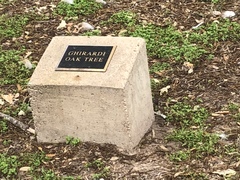 Quercus × comptoniae