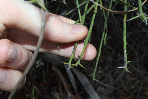 Image of Daviesia aphylla by (c) Thomas Mesaglio, some rights reserved (CC BY)