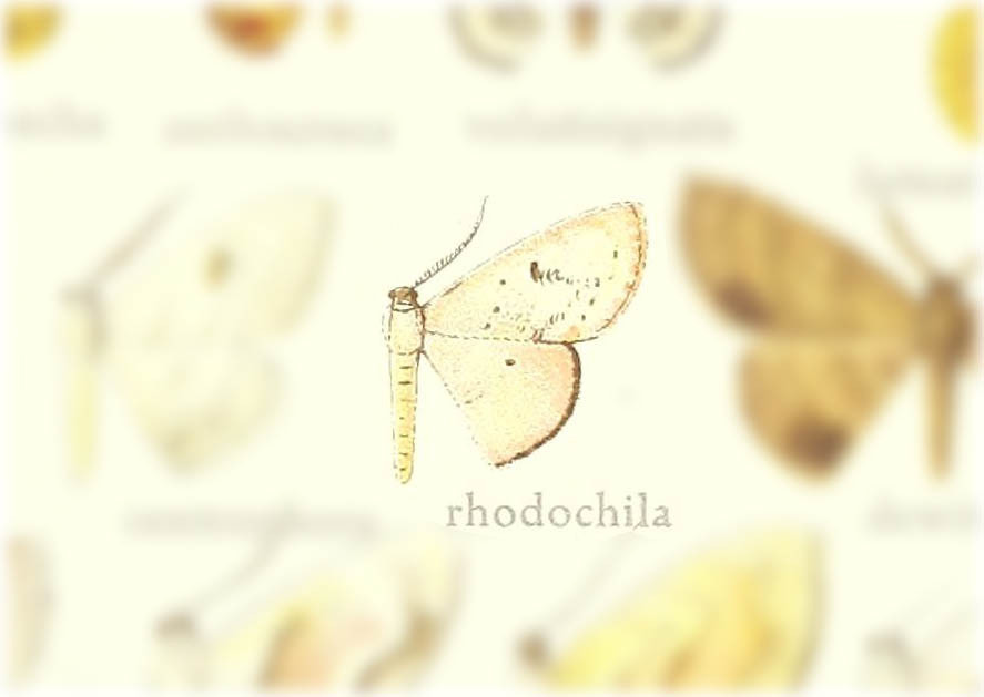 Somatina rhodochila