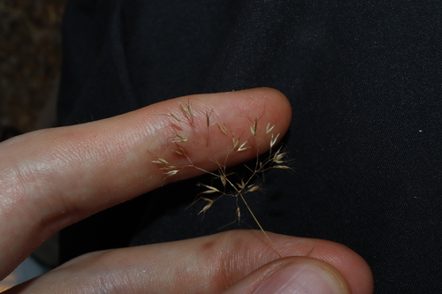 Image of Pentameris airoides by (c) Thomas Mesaglio, some rights reserved (CC BY)