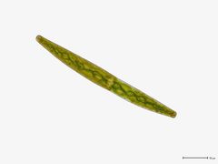 Closterium striolatum