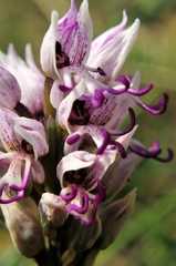 Orchis simia