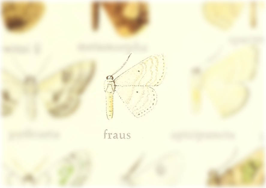Somatina fraus