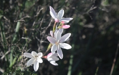 Hesperantha cucullata