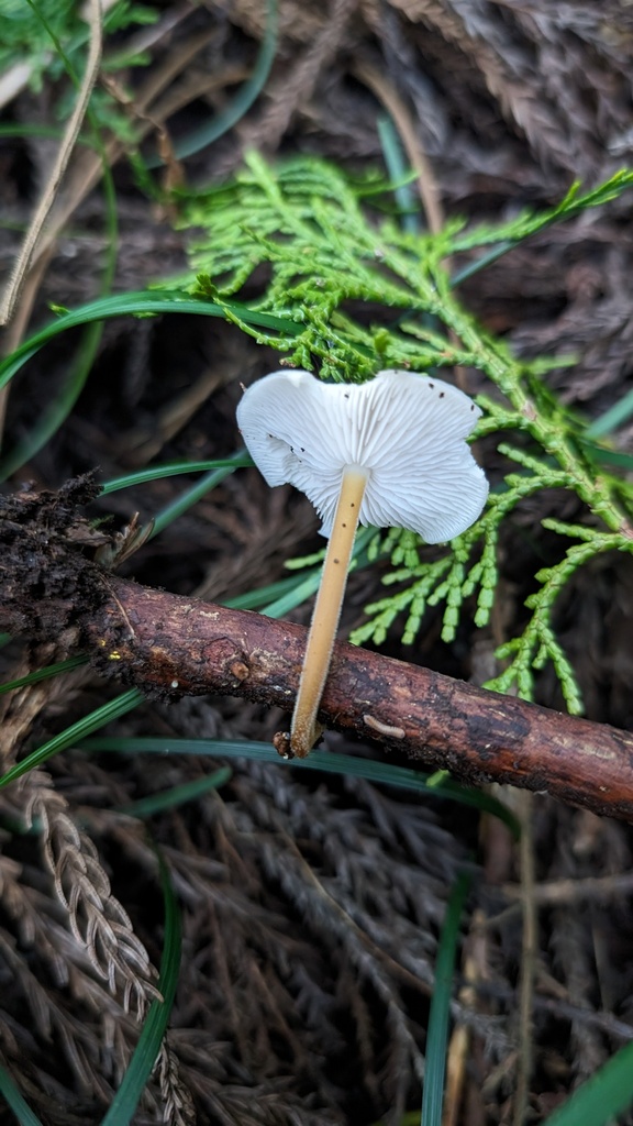 Strobilurus ohshimae · October 2023 · photo: © atsushi_nakajima_cirque (iNaturalist, cc-by)