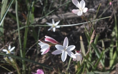 Hesperantha cucullata