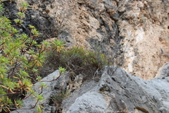 Euphorbia spinosa