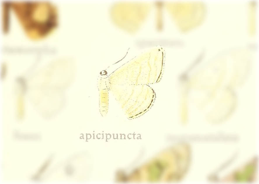 Somatina apicipuncta