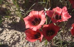 Romulea sabulosa