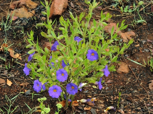 Early blue thunbergia (Thunbergia oblongifolia)